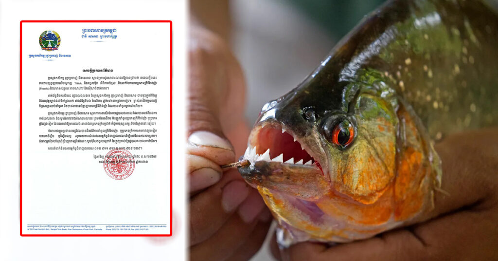 ក្រសួងកសិកម្ម ចេញប្រកាសព័ត៌មានពីការចុះដកហូត និងឲ្យបំផ្លាញចោលត្រីដែលស៊ីសាច់ជាអាហារ ហើយហាមនាំចូល, ពលរដ្ឋអាចរាយការណ៍ទៅក្រសួងភ្លាម បើសិនមានការលួចនាំចូល