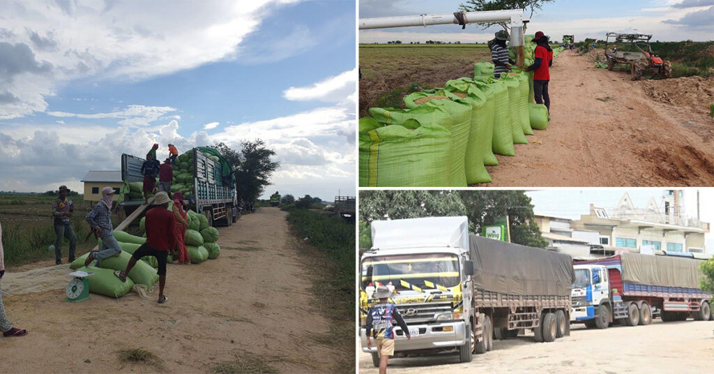 ប្រជាកសិករនៅខេត្តព្រៃវែង បញ្ចេញស្នាមញញឹម ខណៈតម្លៃស្រូវលក់ចេញឱ្យឈ្មួញ ក្នុង១គីឡូក្រាម ចាប់ពី ១,២០០រៀល ដល់ ១,២៥០រៀល