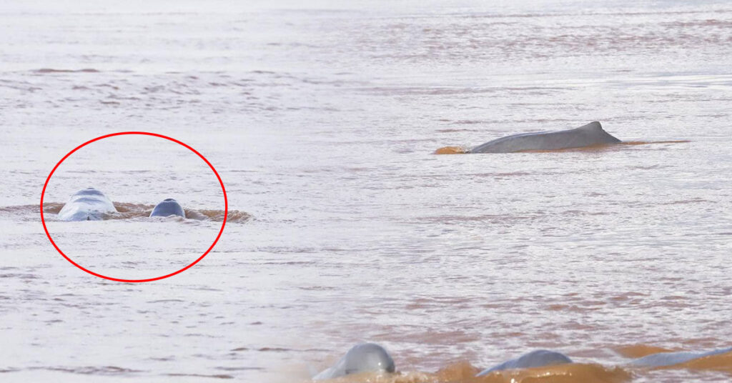 ដំណឹងដ៏រីករាយ! កូនផ្សោតកើតថ្មីមួយក្បាល ត្រូវបានប្រទះឃើញនៅអន្លង់ផ្សោតកាំពី