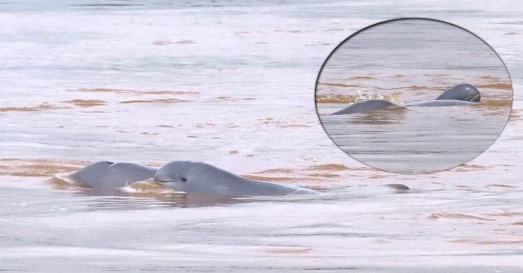 ដំណឹងដ៏រីករាយ! កូនផ្សោតកើតថ្មី ១ក្បាល ត្រូវប្រទះឃើញនៅចំណុចកន្ទុយកោះជ្រឹម ក្នុងអន្លង់ត្បូងខ្លា ស្រុកសៀមបូក ដែលជាកូនផ្សោតទី៧ ក្នុងឆ្នាំ២០២៣