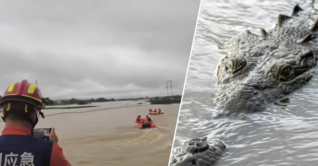 អាជ្ញាធរចិន បើកប្រតិបត្តិការតាមចាប់សត្វក្រពើជាង ៧០ក្បាល ដែលរួចចេញពីកសិដ្ឋាន ដោយសារទឹកជំនន់នៅភាគខាងត្បូងប្រទេស