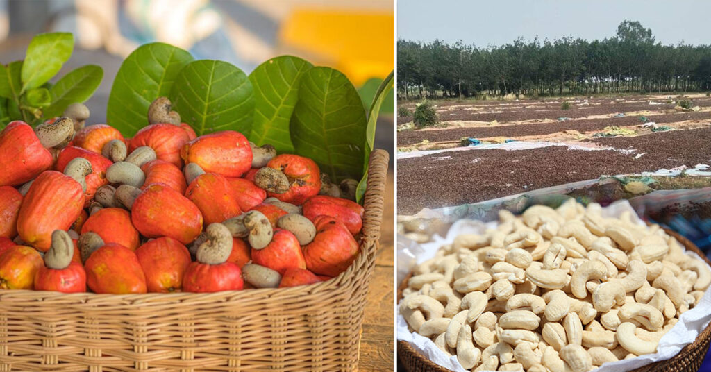 កម្ពុជារកចំណូលបានជាង ៨០០លានដុល្លារ ពីការលក់ស្វាយចន្ទីឆៅជាង ៦០ម៉ឺនតោន ក្នុងរយៈពេល៨ខែ, ខណៈតម្លៃកើនដល់ជាង ៧០០០រៀល ក្នុងមួយគីឡូក្រាម