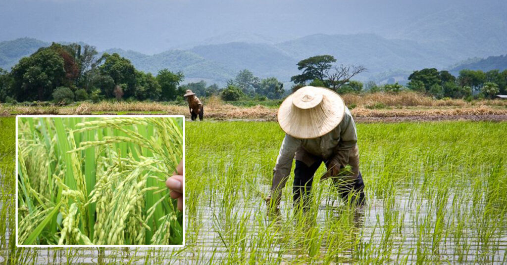 ទិន្នផលស្រូវនៅប្រទេសថៃអាចធ្លាក់ចុះនៅរដូវឆ្នាំនេះដោយសារប្រែប្រួលអាកាសធាតុ