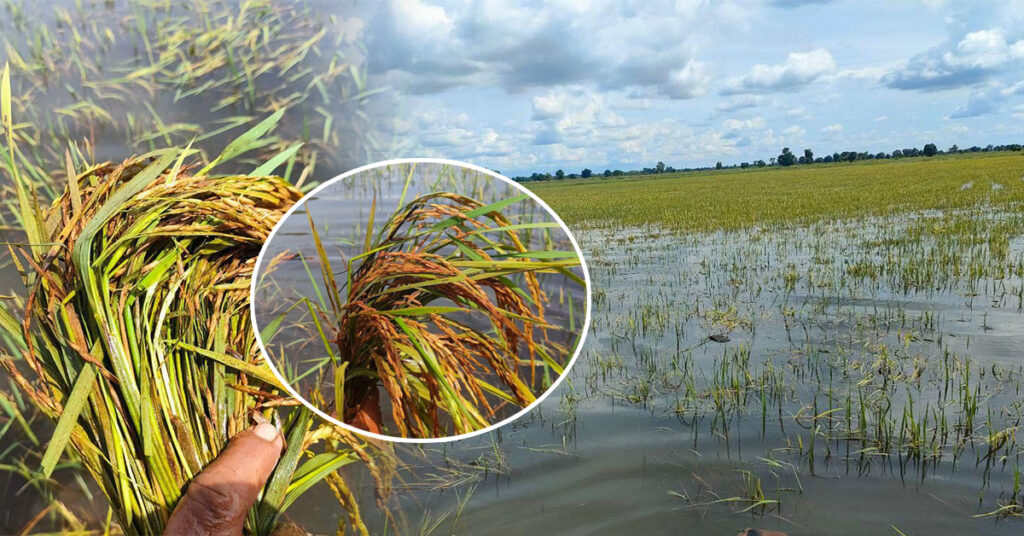 មន្ទីរកសិកម្មខេត្តបាត់ដំបង៖ កសិករប្រមូលផលស្រូវស្រាលដើមរដូវបានច្រើន តែមានការលិចទឹក ២ស្រុកនាចុងខែកញ្ញានេះ