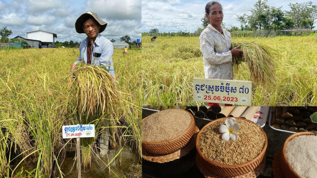 ពូជស្រូវ «ចំប៉ីស៧០» ជិត២០តោន ត្រូវចែកជូនកសិករ ដែលមានបំណងចង់ដាំដុះ !