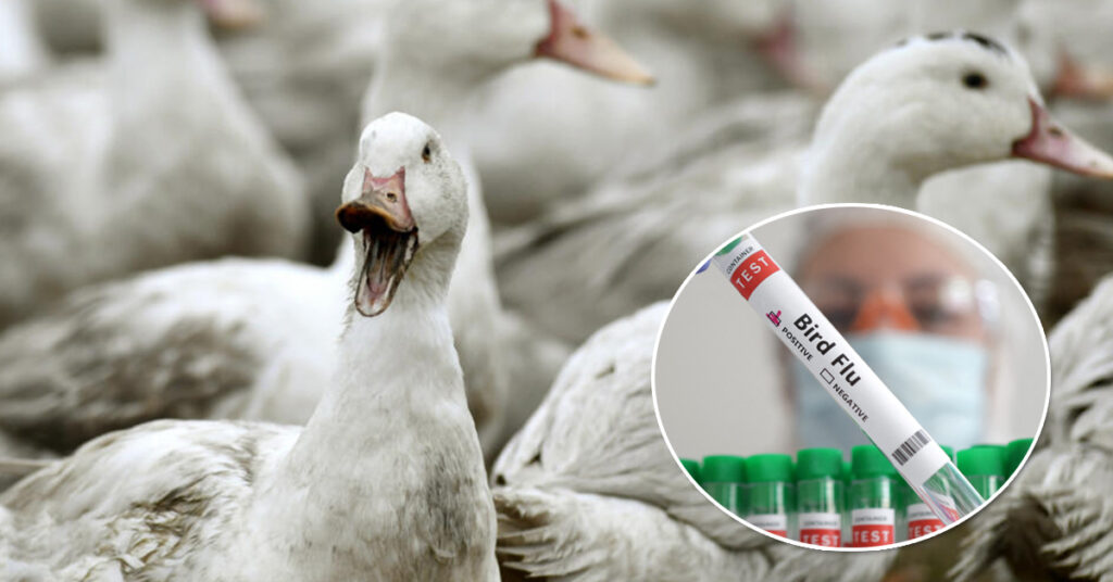 ម៉ិកស៉ិក រាយការណ៍ពីជំងឺផ្តាសាយបក្សី H5N1 លើសត្វទាព្រៃ តែមិនប៉ះពាល់ដល់កសិដ្ឋានចិញ្ចឹមសត្វ