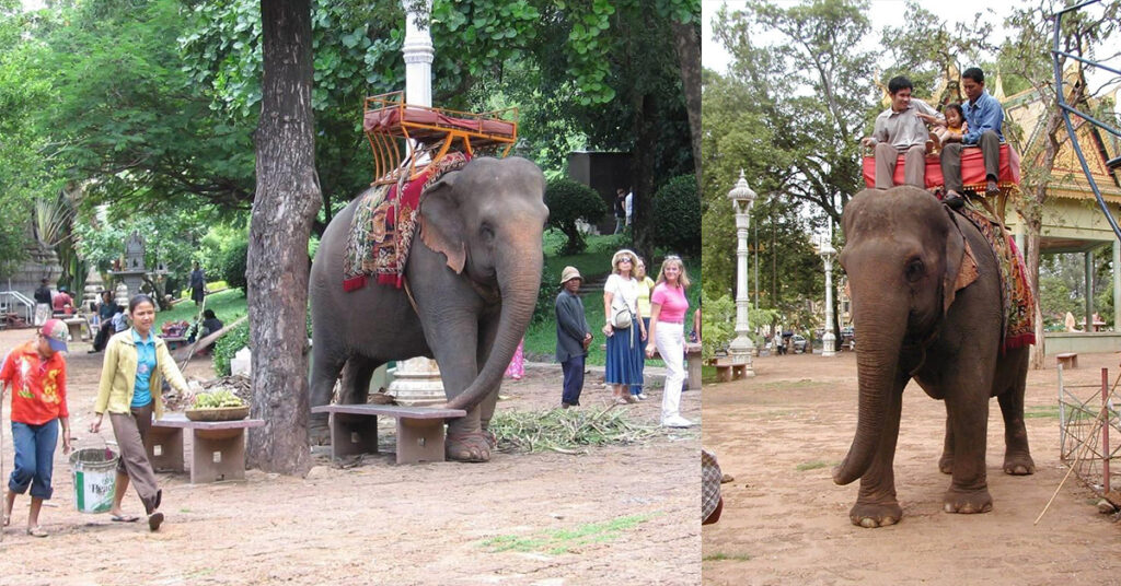 ដំរីសំបូរ ដែលលោកអ្នកធ្លាប់ឃើញនៅវត្តភ្នំនោះ បានលាចាកលោកហើយក្នុងអាយុ៦៣ឆ្នាំ នៅខេត្តមណ្ឌលគិរី