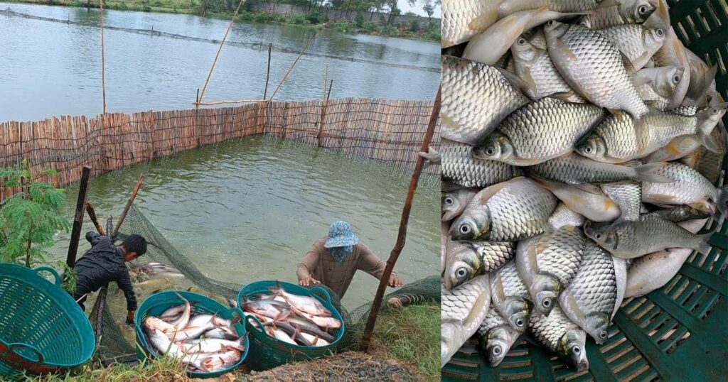 យល់ដឹងពីជំនួញ៖ កសិដ្ឋានចិញ្ចឹមត្រីជាង ១០០កសិដ្ឋាន ចាប់ផ្តើមចិញ្ចឹមត្រីលក្ខណៈពាណិជ្ជកម្មឡើងវិញ ស្របពេលតម្លៃ និងតម្រូវការកើនឡើង