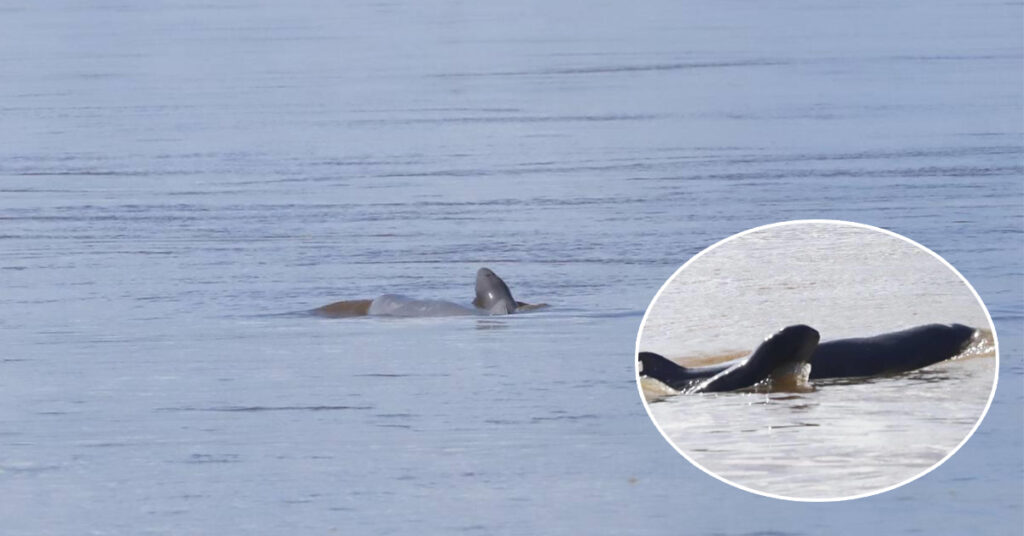 កម្ពុជាស្វាគមន៍កូនផ្សោតកើតថ្មី១ក្បាលទៀត នៅអន្លង់កាំពី ខេត្តក្រចេះ