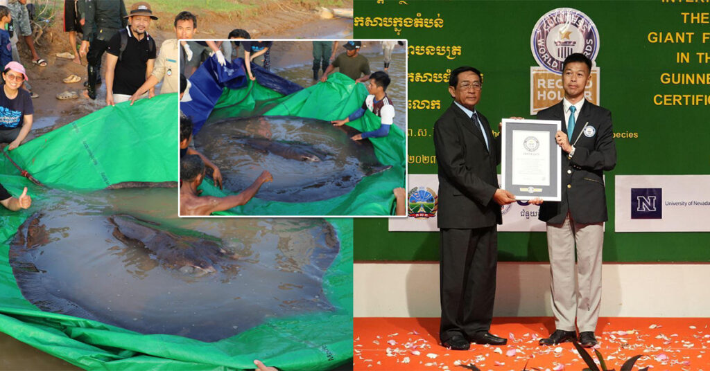 «បូណ៌មី» ជាត្រីបបែលយក្សរបស់កម្ពុជា ជាប់ក្នុងកំណត់ត្រាពិភពលោកជាត្រីទឹកសាបធំបំផុត នៅលើពិភពលោក