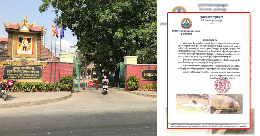 សត្វផ្សោតវ័យ ៧ឆ្នាំមួយក្បាល បាត់បង់ជីវិតដោយសារឧបករណ៍ឆក់ នៅស្រុកសៀមបូក ខេត្តស្ទឹងត្រែង