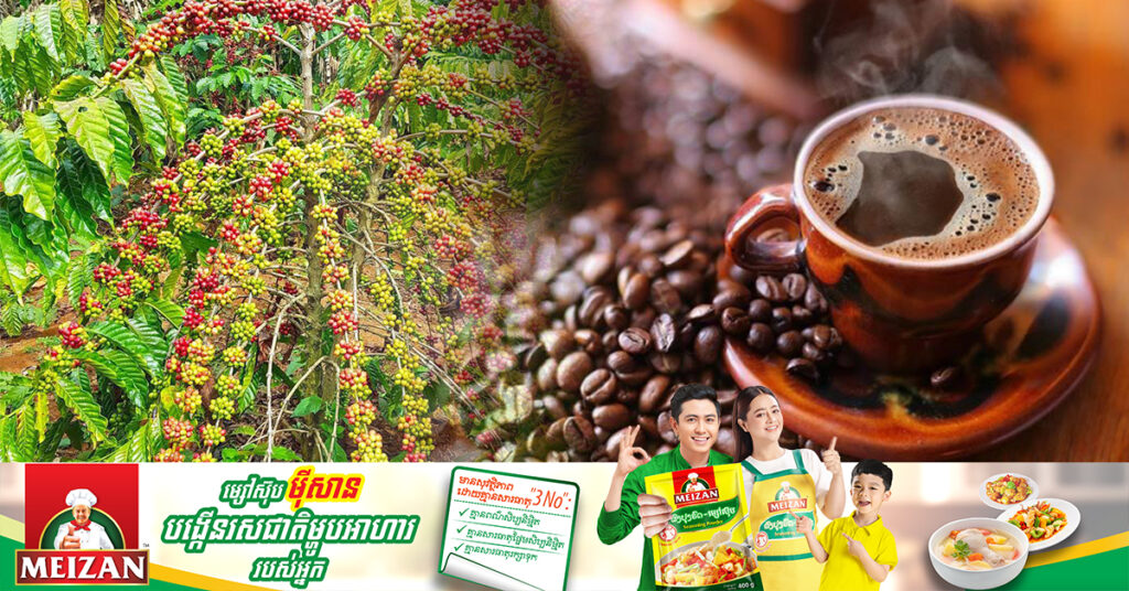 ទិន្នផលគ្រាប់កាហ្វេស្រស់នៅខេត្តមណ្ឌលគិរី មានតម្លៃថ្លៃជាងមុន ក្រោយមានកិច្ចសន្យាផលិតកម្មកសិកម្ម