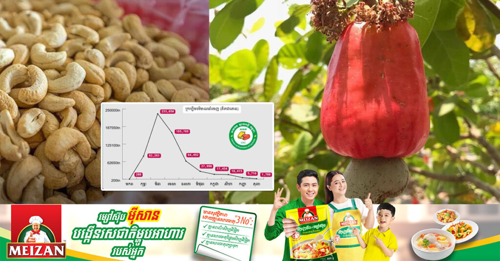 កម្ពុជារកចំណូលបាន ៨៣១លានដុល្លារ ពីការលក់គ្រាប់ស្វាយចន្ទីឆៅជាង ៦១ម៉ឺនតោន ក្នុងរយៈពេល១០ខែ