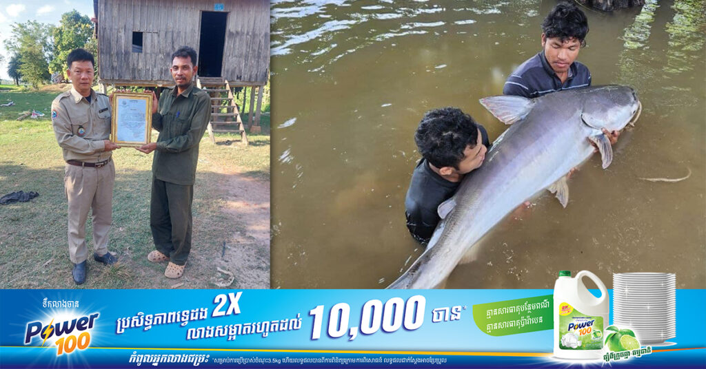 ត្រីរាជមួយក្បាលទម្ងន់ ៧៥គីឡូក្រាម ប្រវែង ១,៦ម៉ែត្រ ត្រូវបានលែងចូលក្នុងទន្លេសាបវិញ