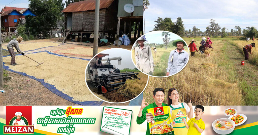 ប្រជាកសិករនៅខេត្តកំពង់ឆ្នាំង រីករាយនឹងការប្រមូលផលស្រូវ ដោយបានតម្លៃខ្ពស់ជាងឆ្នាំមុនៗ