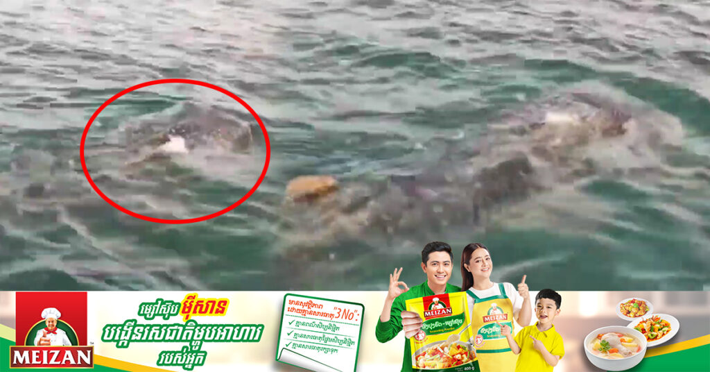 ត្រីបាណន់គីង្គក់ ​ឬ Whale Shark ដែលជាប្រភេទត្រីកម្រជិតផុតពូជ ត្រូវបានប្រទះឃើញនៅកោះរ៉ុង