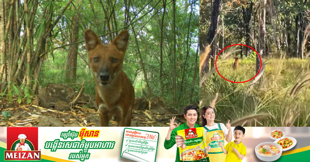ប្រទះឃើញសត្វឆ្កែព្រៃពីរក្បាល ដែលជាសត្វជិតផុតពូជក្នុងពិភពលោក នៅដែនជម្រកសត្វព្រៃស្រែពក