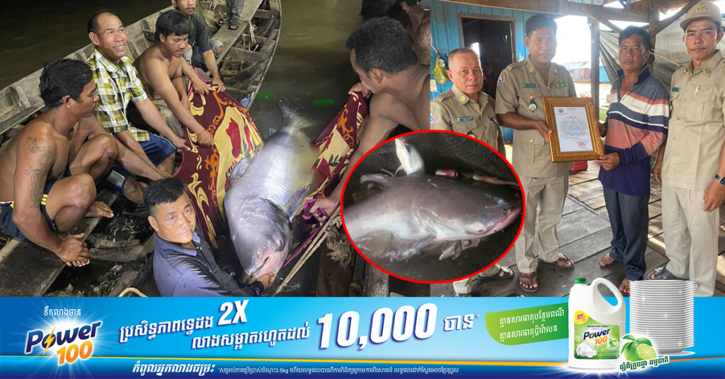 ត្រីរាជមួយក្បាល ប្រវែង ២,២ម៉ែត្រ ត្រូវបានលែងចូលក្នុងទន្លេសាបវិញ