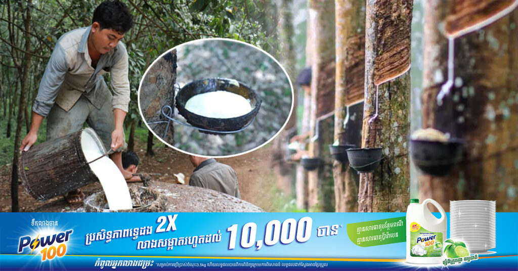 កម្ពុជាទទួលបានចំណូលជាង ៤៤៦លានដុល្លារ ពីការនាំចេញជ័រកៅស៊ូ និងឈើកៅស៊ូ ក្នុងរយៈពេល១១ខែ