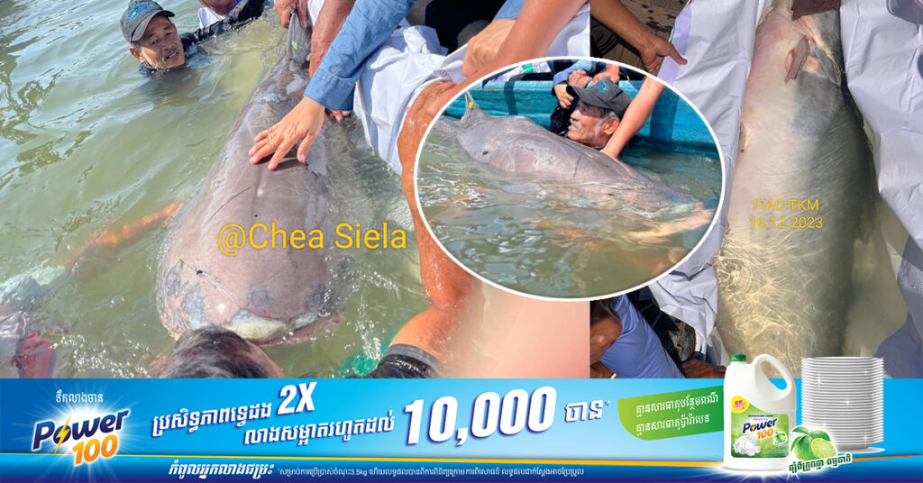 ស្តេចត្រីរាជញី ទម្ងន់១៦៣គីឡូក្រាម ឈ្មោះ “នារីរ័ត្នត្បូងឃ្មុំ” ចាប់បាននៅគល់ស្ពានគីហ្សូណា ខេត្តត្បូងឃ្មុំ ត្រូវបានលែងចូលទៅក្នុងទន្លេវិញ