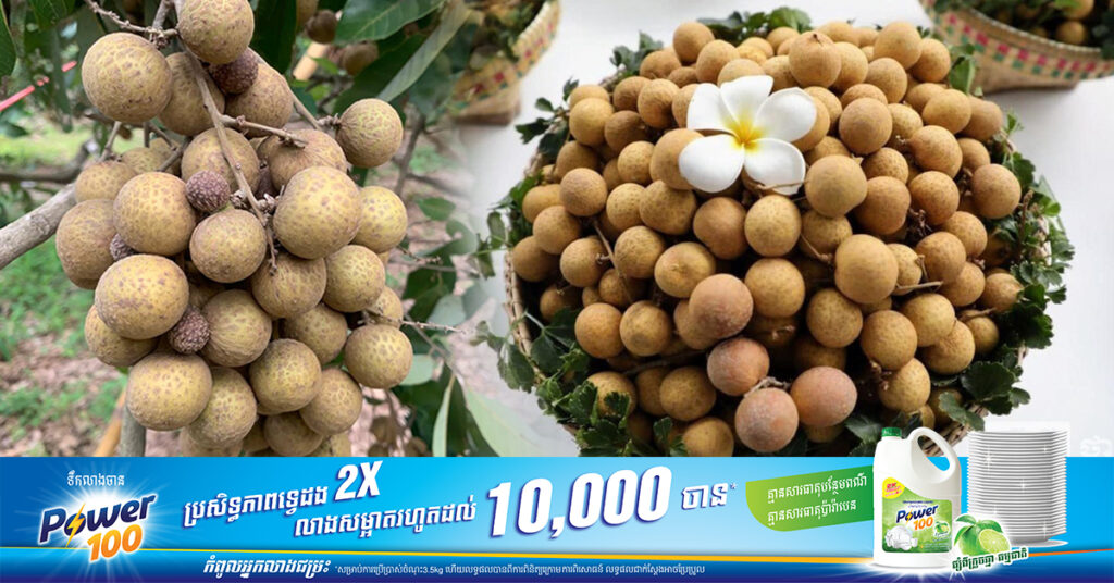 កម្ពុជានាំចេញផ្លែមៀនស្រស់មានទឹកប្រាក់ជាង ១៨លានដុល្លារ កើនឡើងជិត ១ពាន់ភាគរយនៅ ១១ខែឆ្នាំនេះ