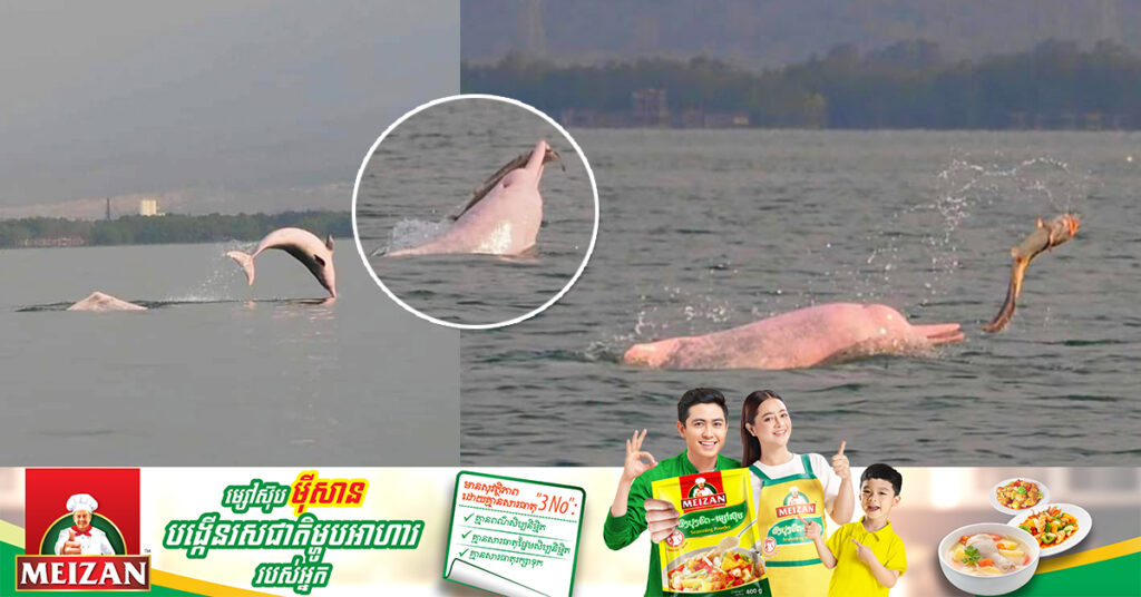 រកឃើញហ្វូងផ្សោតពណ៌ផ្កាឈូក «Pink Dolphin» ប្រមាណ១៥ ទៅ ២០ក្បាលនៅខេត្តកំពត