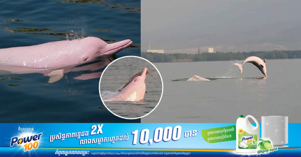 នាយខណ្ឌរដ្ឋបាលជលផលកំពត អំពាវនាវប្រជានេសាទ ចូលរួមថែរក្សាការពារសត្វផ្សោតសមុទ្រ