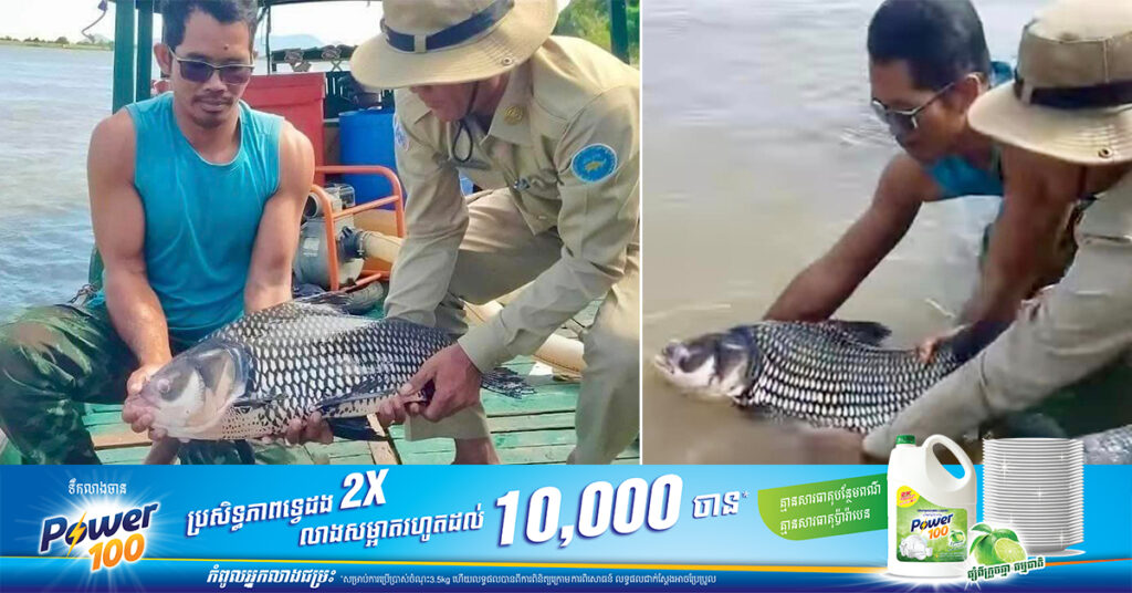 ប្រជានេសាទគំរូនៅឃុំប្រឡាយមាស នេសាទបានត្រីគល់រាំង ១ក្បាល រួចបានប្រគល់ឱ្យមន្ត្រីជលផលលែងទៅក្នុងទន្លេវិញ