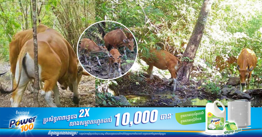 មន្រ្តីសហគមន៍៖ ប្រើស ទន្សោង ឈ្លូស ជ្រូកព្រៃ ក្ងោក និងសត្វព្រៃជាច្រើនប្រភេទ ដែលនៅសេសសល់ក្នុងព្រៃសហគមន៍ប្រាំបីម៉ុម កំពុងរងគ្រោះថ្នាក់យ៉ាងធ្ងន់ធ្ងរ និងខ្វះប្រភពទឹកសម្រាប់ផឹក