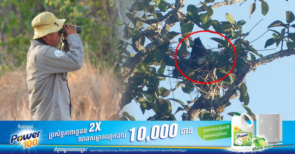 អង្គការ Nature Life រកឃើញសម្បុកត្រយងចង្កំកស ចំនួន៥ នាដើមរដូវបន្តពូជឆ្នាំនេះ