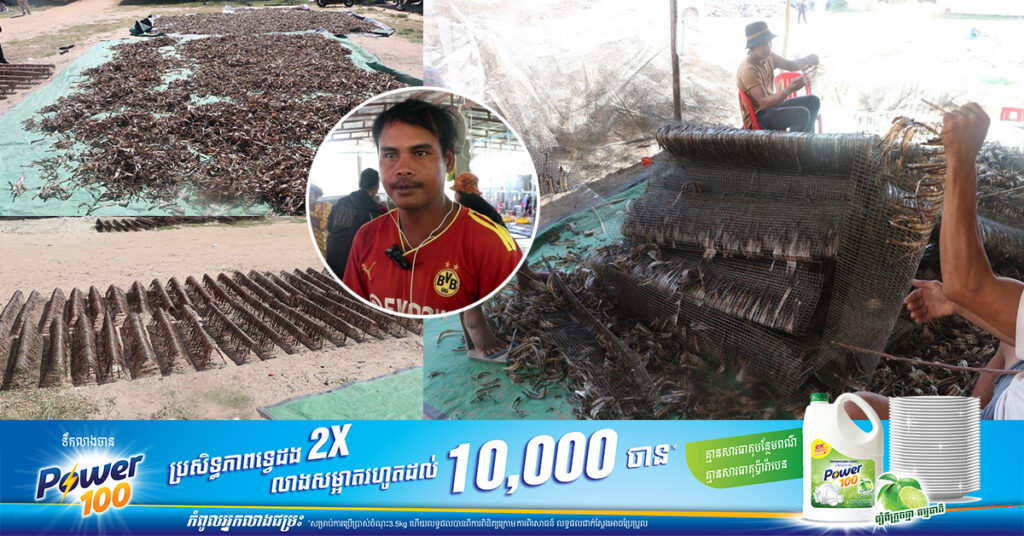 សត្វជន្លេនស្រស់កំពុងមានហាងឆេងខ្ពស់ សិប្បកម្មមួយនៅខេត្តកំពង់ឆ្នាំង អាចកែច្នៃជន្លេនក្នុងមួយថ្ងៃបាន១០តោន សម្រាប់លក់ឱ្យឈ្មួញនាំចេញទៅក្រៅប្រទេស