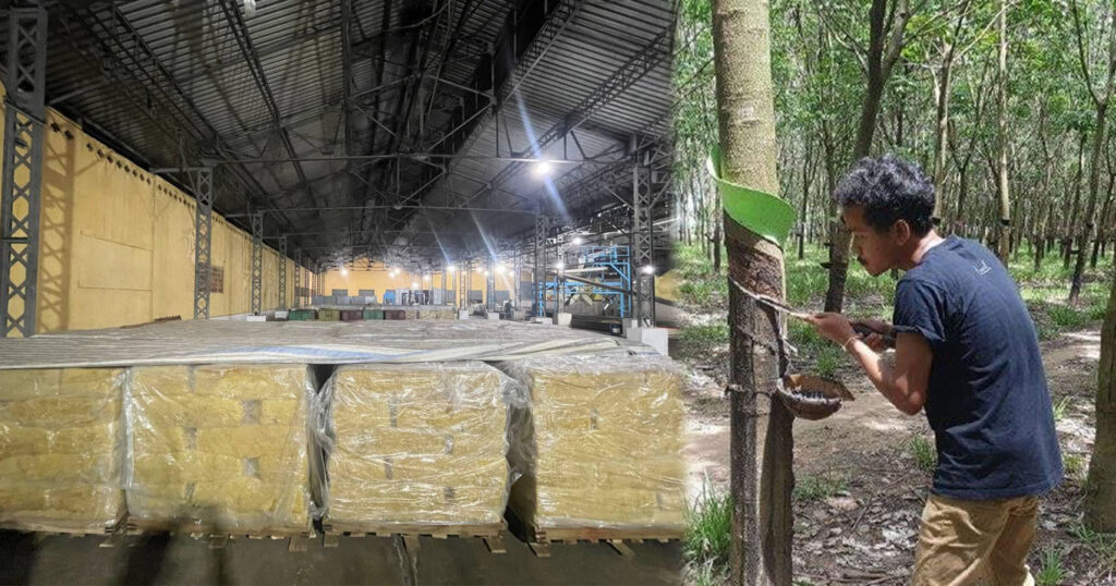 ឆ្នាំ២០២៣ កម្ពុជារកចំណូលបាន ជាង៥៣៧លានដុល្លារ ពីការលក់ផលិតផលកៅស៊ូ កើនឡើង១.២%