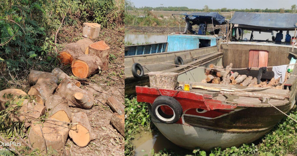 ទូកប៉ុកចៃធំៗវៀតណាម ចូលមកប្រមូលទិញដើមឈើតាមព្រំដែននៅស្រុកកំពង់រោទិ៍ គ្មានសមត្ថកិច្ចណាអើពើ