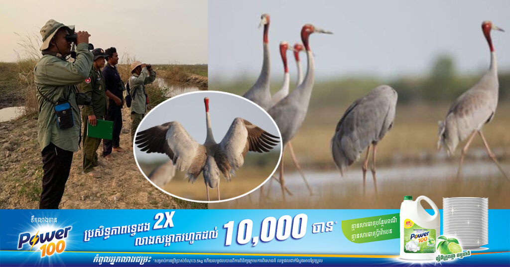 អង្គការ WCS៖ កម្ពុជាគឺទីជម្រកចុងក្រោយដ៏សំខាន់បំផុតសម្រាប់សត្វក្រៀល