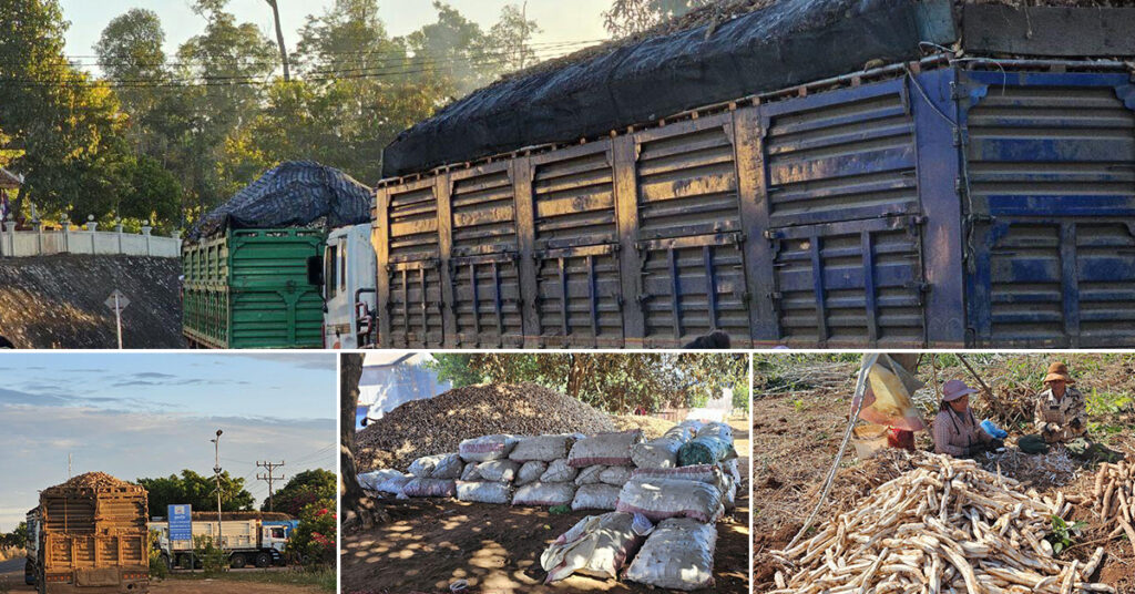 ប្រជាកសិករនៅខេត្តរតនគិរី កំពុងមមាញឹកប្រមូលផលដំឡូងមីជាមួយទឹកមុខសប្បាយរីករាយ ខណៈតម្លៃនៅទីផ្សារប្រទេសវៀតណាមប្រសើរជាងឆ្នាំមុន