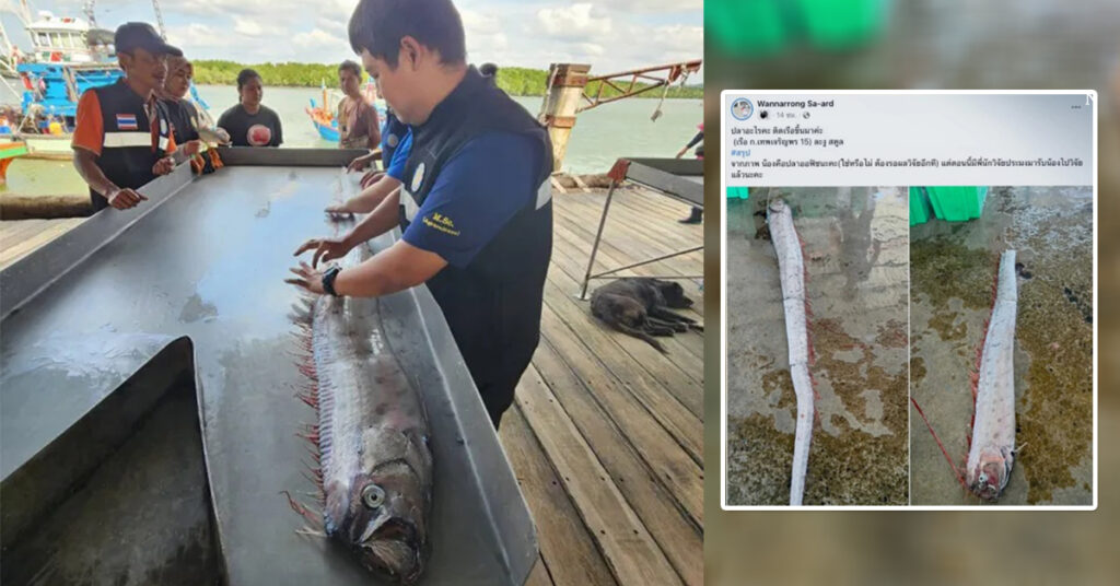 ពលរដ្ឋថៃកំពុងមានការភ្ញាក់ផ្អើលចំពោះការរកឃើញត្រី “Oarfish” ដោយពួកគេជឿថាត្រីនេះជាសញ្ញានៃការមកដល់គ្រោះមហន្តរាយ