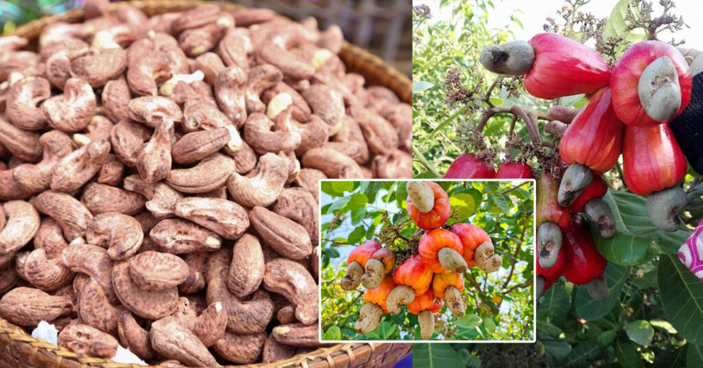 កម្ពុជាទទួលចំណូលជាង ៨០០លានដុល្លារ ពីការនាំចេញគ្រាប់ស្វាយចន្ទី