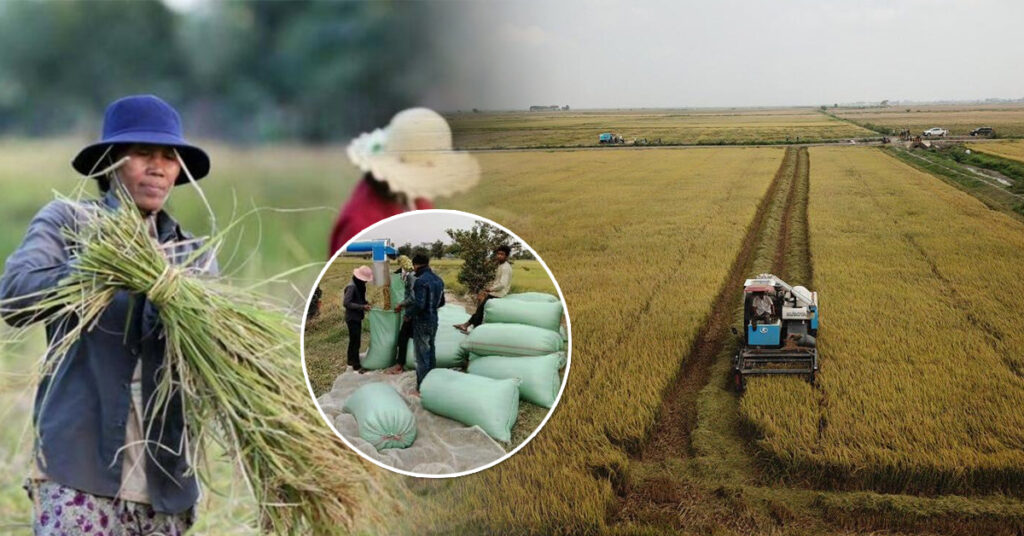 ក្រសួងកសិកម្ម៖ ការបង្កបង្កើនផលស្រូវរដូវប្រាំងឆ្នាំ២០២៣ សម្រេចបានជាង៥សែនហិកតា លើសផែនការ១១១,២៥ភាគរយ