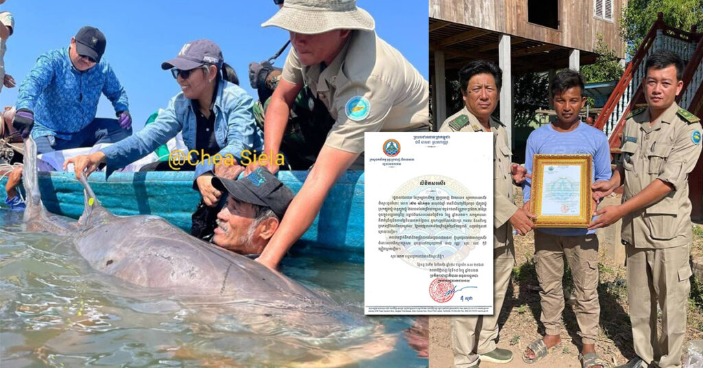 រដ្ឋបាលជលផលត្បូងឃ្មុំ កោតសរសើរអ្នកនេសាទម្នាក់ ដែលជូនស្តេចត្រីឈ្មោះ«នារីរ័ត្នត្បូងឃ្មុំ» ទម្ងន់ ១៦៣គីឡូក្រាម លែងចូលក្នុងទន្លេមេគង្គវិញ