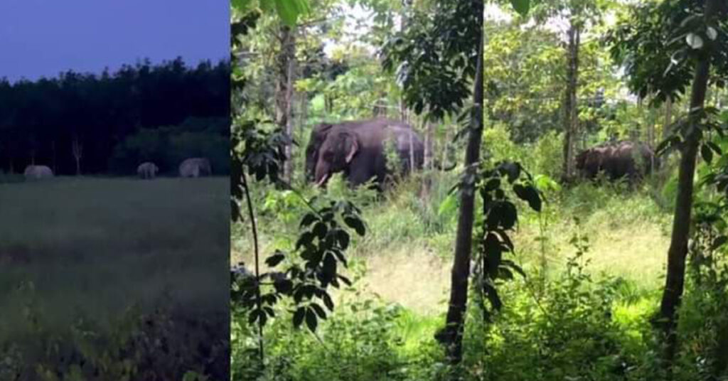 ហ្វូងដំរីព្រៃខេត្តមណ្ឌលគិរី តែងបង្ហាញវត្តមានឲ្យអ្នកស្រុកឃើញ តែមិនបង្កគ្រោះថ្នាក់អ្វីទេ