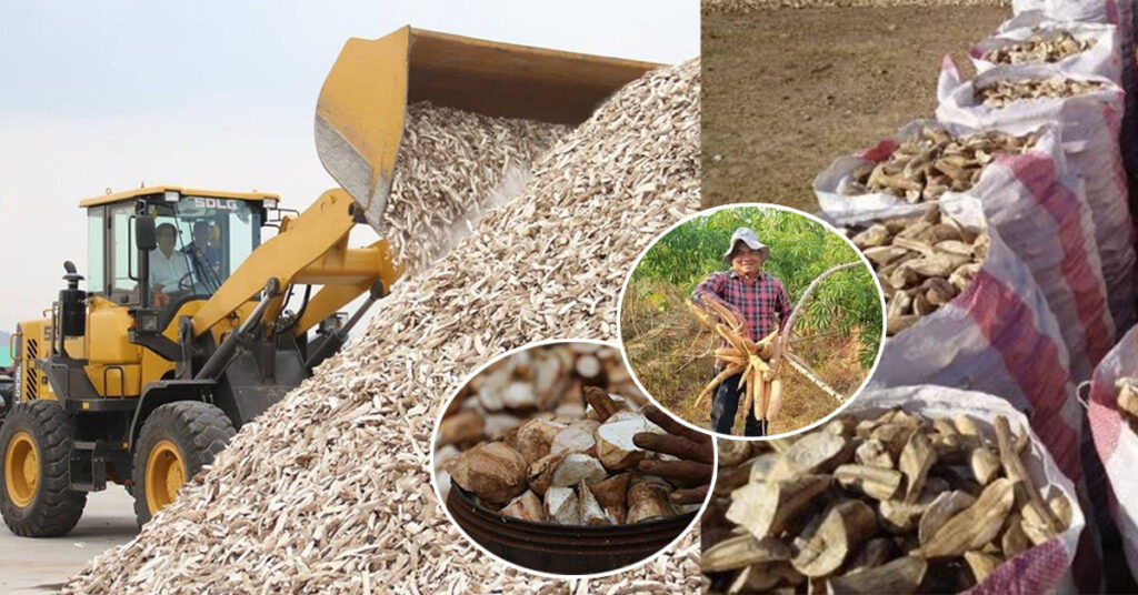 កម្ពុជានាំចេញដំឡូងមីបានជាង ៣លានតោន ខណៈតម្លៃប្រជាកសិករអាចទទួលយកបាន