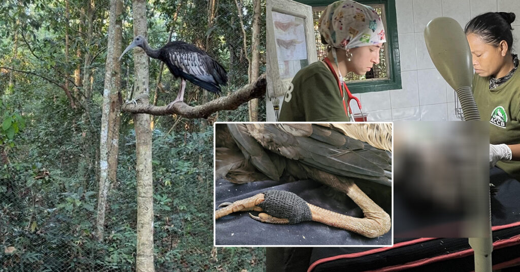 សត្វត្រយងយក្សជំទង់ ១ក្បាល ដែលជាបក្សីនិមិត្តរូបរបស់កម្ពុជា ត្រូវបានជួយសង្រ្គោះដោយជោគជ័យពីជម្ងឺគ្រុនចាញ់