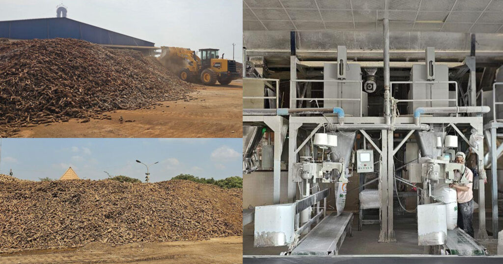 រោងចក្រម្សៅមី «ជា ទូច» នៅស្រុកអូរយ៉ាដាវ ខេត្តរតនគិរី កំពុងមមាញឹកទិញដំឡូងមីស្រស់ដោយមិនចាំបាច់ដឹកទៅប្រទេសជិតខាង តែត្អូញត្អែរថា ខ្វះកម្មករដោយសារមានសង្វាក់ផលិតកម្មច្រើន