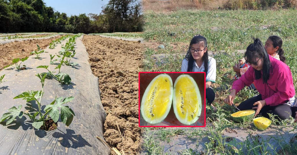 ឪឡឹកសាច់លឿង និងតាសក់ផ្អែមរបស់កសិករខេត្តឧត្តរមានជ័យ ក្លាយជាដំណាំផលិតកម្ម កសិកម្ម តាមកិច្ចសន្យាដែលមានឈ្មួញជាច្រើនមកចុះកិច្ចសន្យាទិញ-លក់