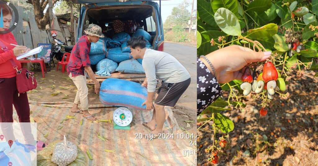តម្លៃគ្រាប់ស្វាយចន្ទីឆ្នាំ២០២៤ ទាបជាងឆ្នាំមុន ខណៈកសិករព្រួយបារម្ភពីការខាតបង់