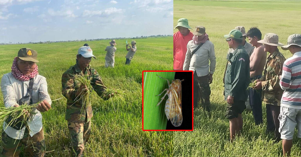 មន្ត្រីជំនាញចុះត្រួតពិនិត្យស្ថានភាពស្រូវ ដែលរងការបំផ្លាញពីសត្វមមាចត្នោត ដង្កូវមូរស្លឹក និងមុស្សផ្លុងជាង៤០ហិកតា នៅស្រុកស្វាយអន្ទរ ខេត្តព្រវែង