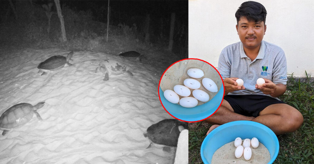 អ្នកអភិរក្ស រកឃើញពងសត្វអណ្តើកហ្លួង ជាសត្វល្មូនកម្រចំនួន ២០សម្បុក មានពងចំនួន ២០៦គ្រាប់ នៅខេត្តកោះកុង