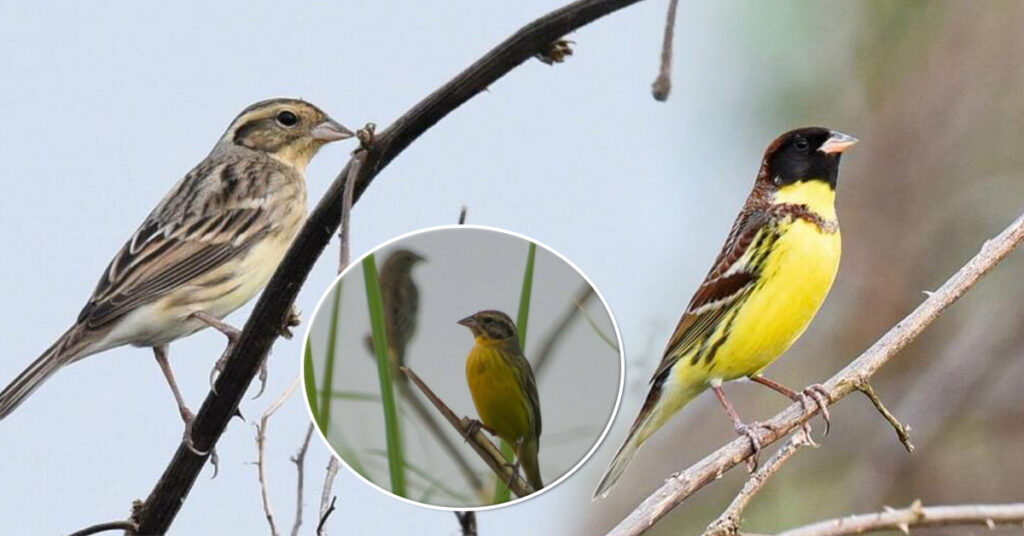 ចាបព្រៃវែង សត្វដ៏កម្រនៅលើពិភពលោក កំពុងរស់នៅច្រើនក្នុងតំបន់ការពារទេសភាពបឹងព្រែកល្ពៅ