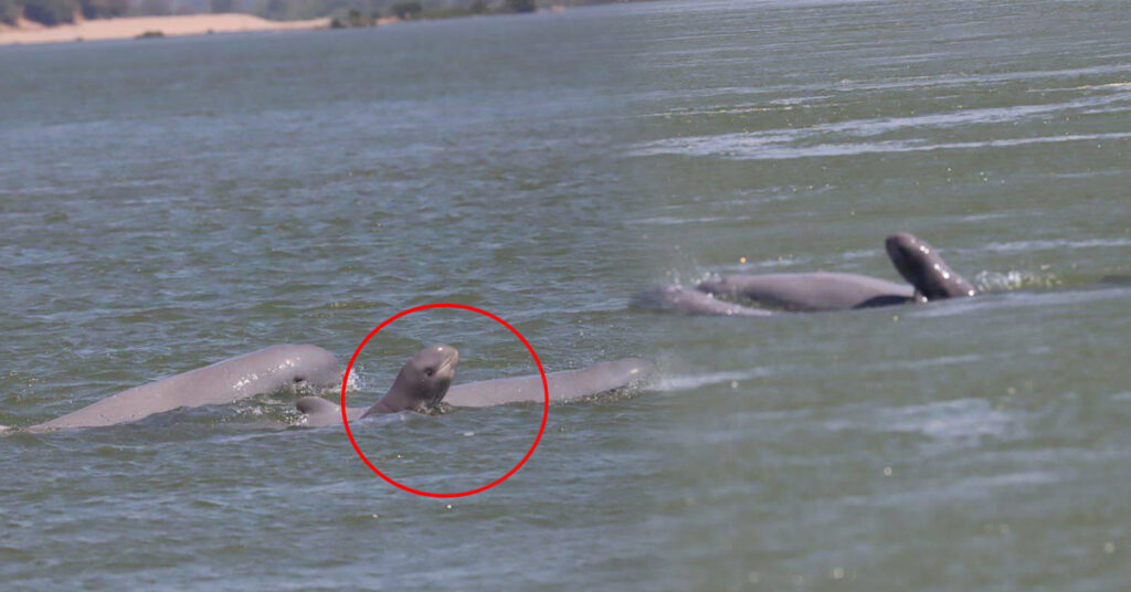 មានកូនផ្សោត១ក្បាលទៀតទើបកើតថ្មីនៅអន្លង់កាំពី ខេត្តក្រចេះ បើកទំព័រមុនគេក្នុងឆ្នាំ២០២៤