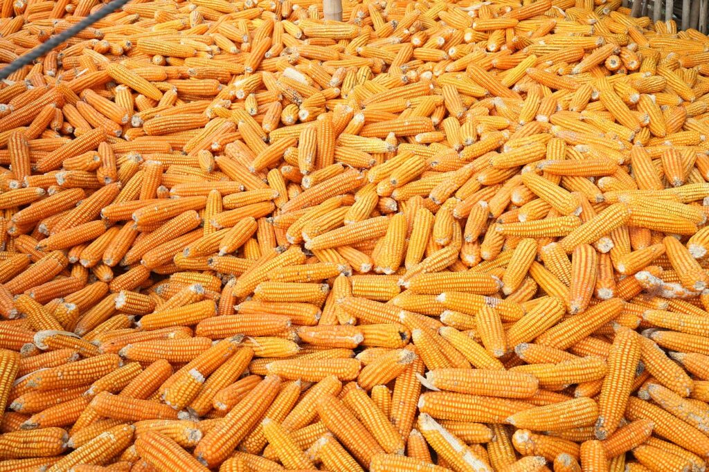 ថៃអាចហាមឃាត់ការនាំចូលពោតពីប្រទេសជិតខាង នៅឆ្នាំក្រោយ